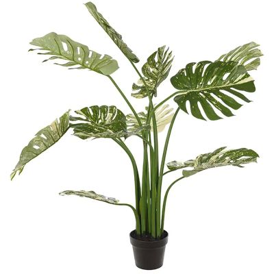 Mr Plant, Monstera 110 cm | Alk. 213,00 €