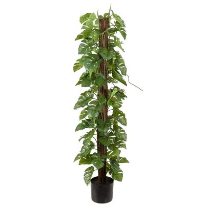 Mr Plant, Monstera 120 cm | Alk. 97,00 €