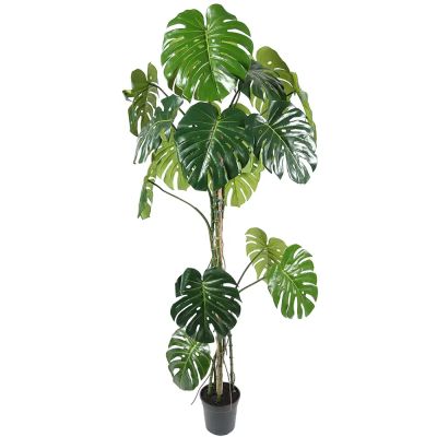 Mr Plant, Monstera 180 cm | Alk. 278,00 €