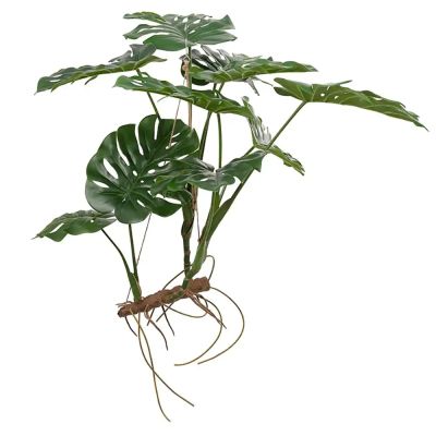 Mr Plant, Monstera 70 cm | Alk. 270,00 €