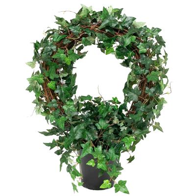 Mr Plant, Muratti 75 cm | Alk. 103,00 €