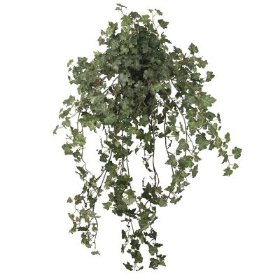 Mr Plant, Muratti 85 cm | Alk. 220,00 €