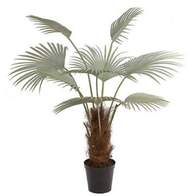 Mr Plant, Palmu 150 cm | Alk. 675,00 €