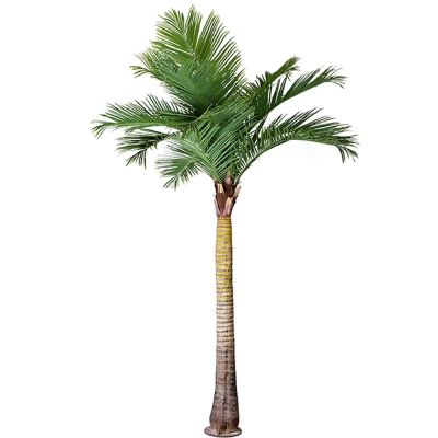 Mr Plant, Palmu 370 cm | Alk. 1 639,00 €
