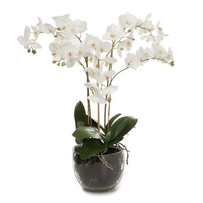 Mr Plant, Phalaenopsis Orkidea 70 cm Valkoinen