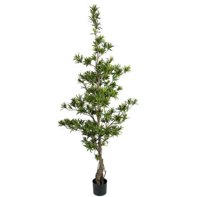 Mr Plant, Podocarpus Puu 180 cm | Alk. 194,00 €