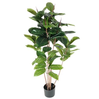 Mr Plant, Robusta-viikunapuu 120 cm | Alk. 97,00 €