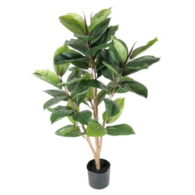 Mr Plant, Robusta-viikunapuu 90 cm | Alk. 64,00 €