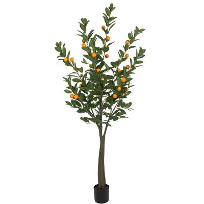 Mr Plant, Sitruspuu 180 cm | Alk. 168,00 €