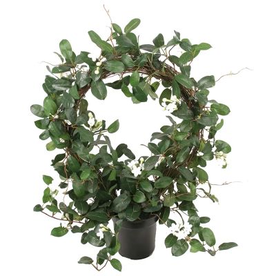 Mr Plant, Stephanotis Huonekasvi 75 cm Valkoinen | Alk. 157,00 €