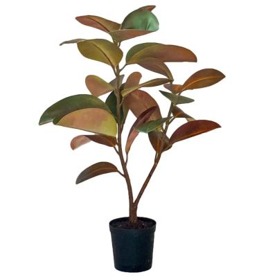 Mr Plant, Viikuna Elastica 90 cm | Alk. 214,00 €