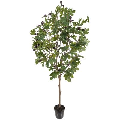 Mr Plant, Viikunapuu 210cm | Alk. 482,00 €