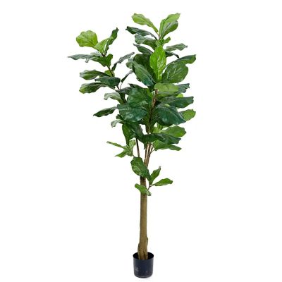 Mr Plant, Viulu Viikuna 150 cm | Alk. 101,61 €