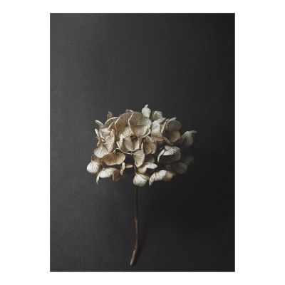 Paper Collective Still Life 04 Hydrangea juliste 50x70 cm | Alk. 38,00 €